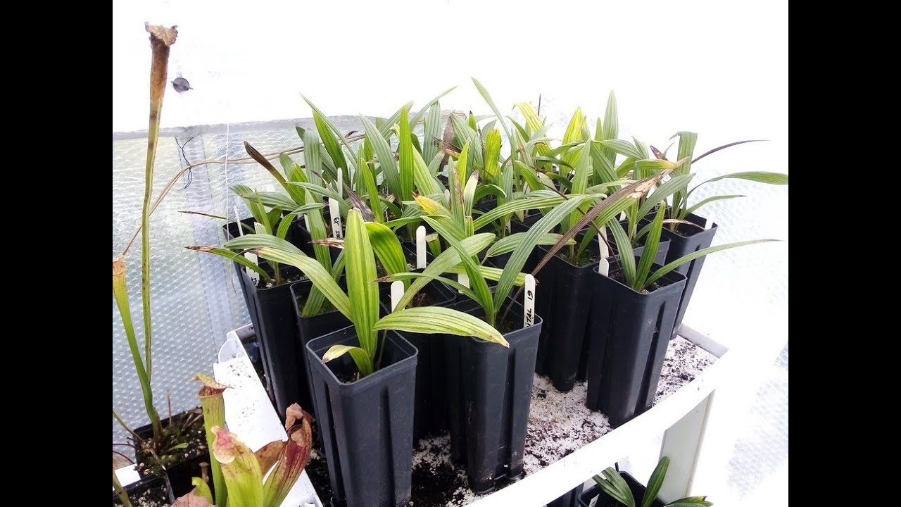 How to : Germinate palm seeds