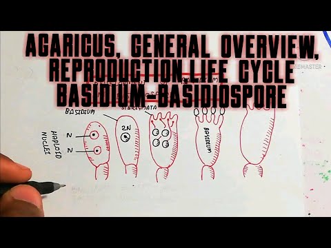 agaricus, general overview, reproduction,life cycle basidium-basidiospore,botanical science by umer