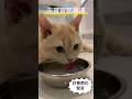 這聲音太治癒了！聽元寶寶喝雞湯整個人都平靜了#munchkin #貓咪日常 #cat #短腿貓#曼赤肯