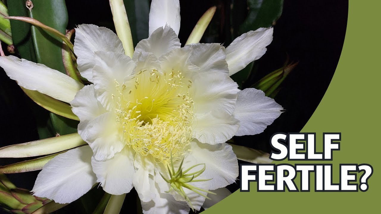 Is my Dragon Fruit really self-fertile?