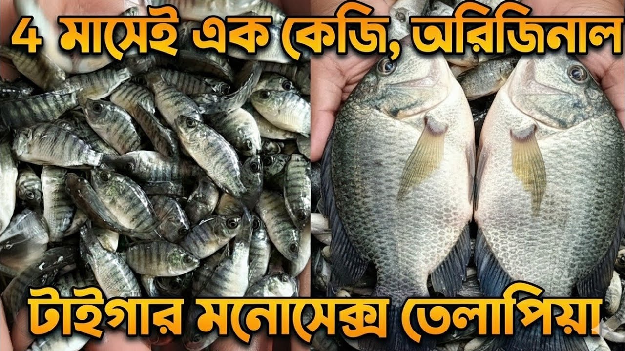  ৪ মাসেই হবে ১ কেজি অরিজিনাল টাইগার মনোসেক্স তেলাপিয়া! নতুন বছরের জন্য উন্নত  পোনা ২০২৬।