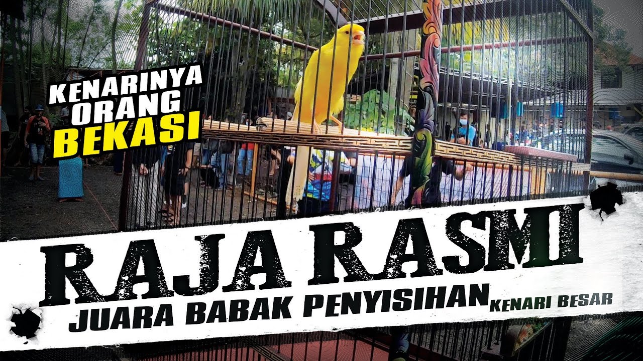 CANARY BOGOR #2 - RAJA RASMI Kok Dilawan !!! Juara Babak Penyisihan Kenari Besar Tiket 100 Ribu