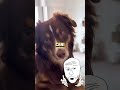 ECCO PERCHÉ i CANI MUOVONO la TESTA mentre ASCOLTANO!🐶👀