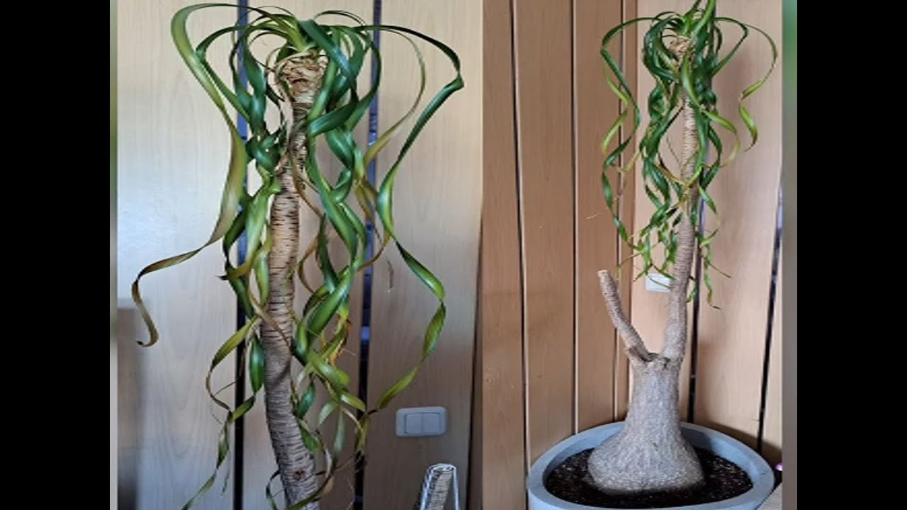 glückskastanie wohnzimmer Glückskastanie Pachira Aquatica Zimmerpflanze Geldbaum – 40–50cm – Pfl