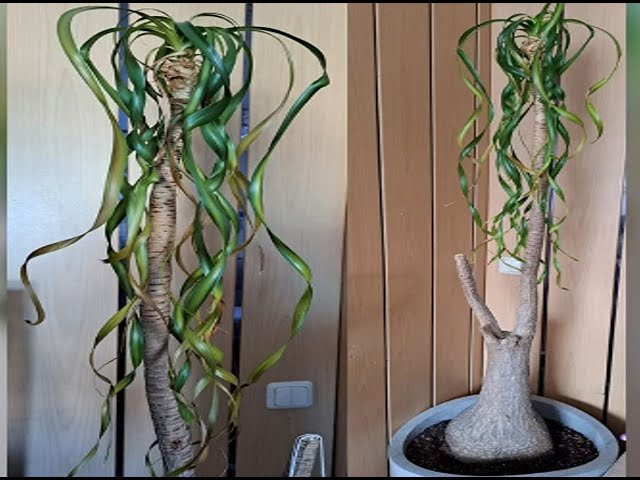 black pearl fargesia FARGESIA NITIDA 'Black Pearl' – Scottish Bamboo