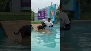 12 Year Old Rescue Staffordshire Bull Terrier Buddy Loves To Swim