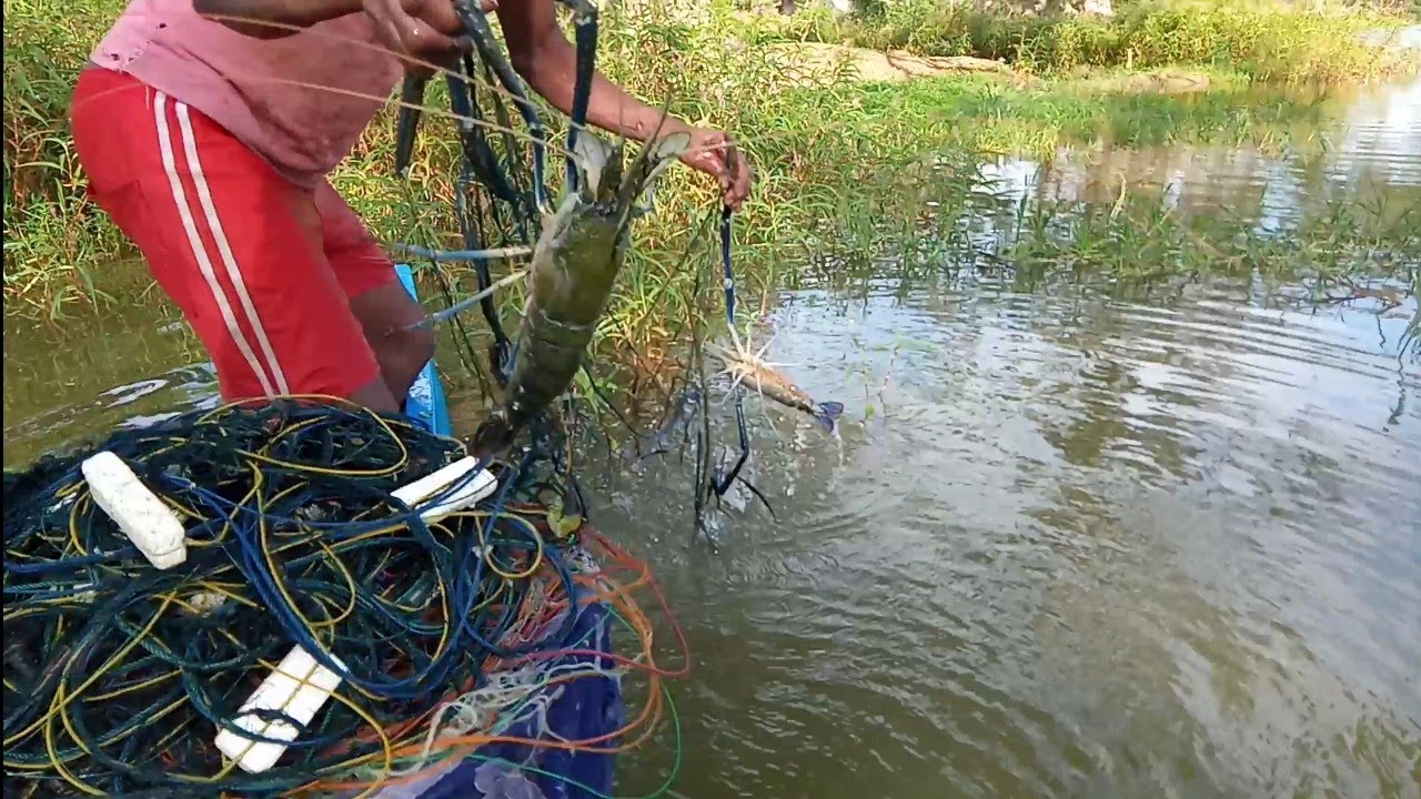Amazing!!!!! Sri Lankan 🇱🇰 fishing traditional net fishing video YouTube