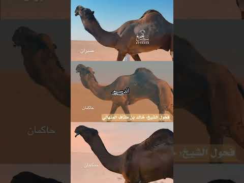فحول الشيخ خالد بن طناف المنهالي