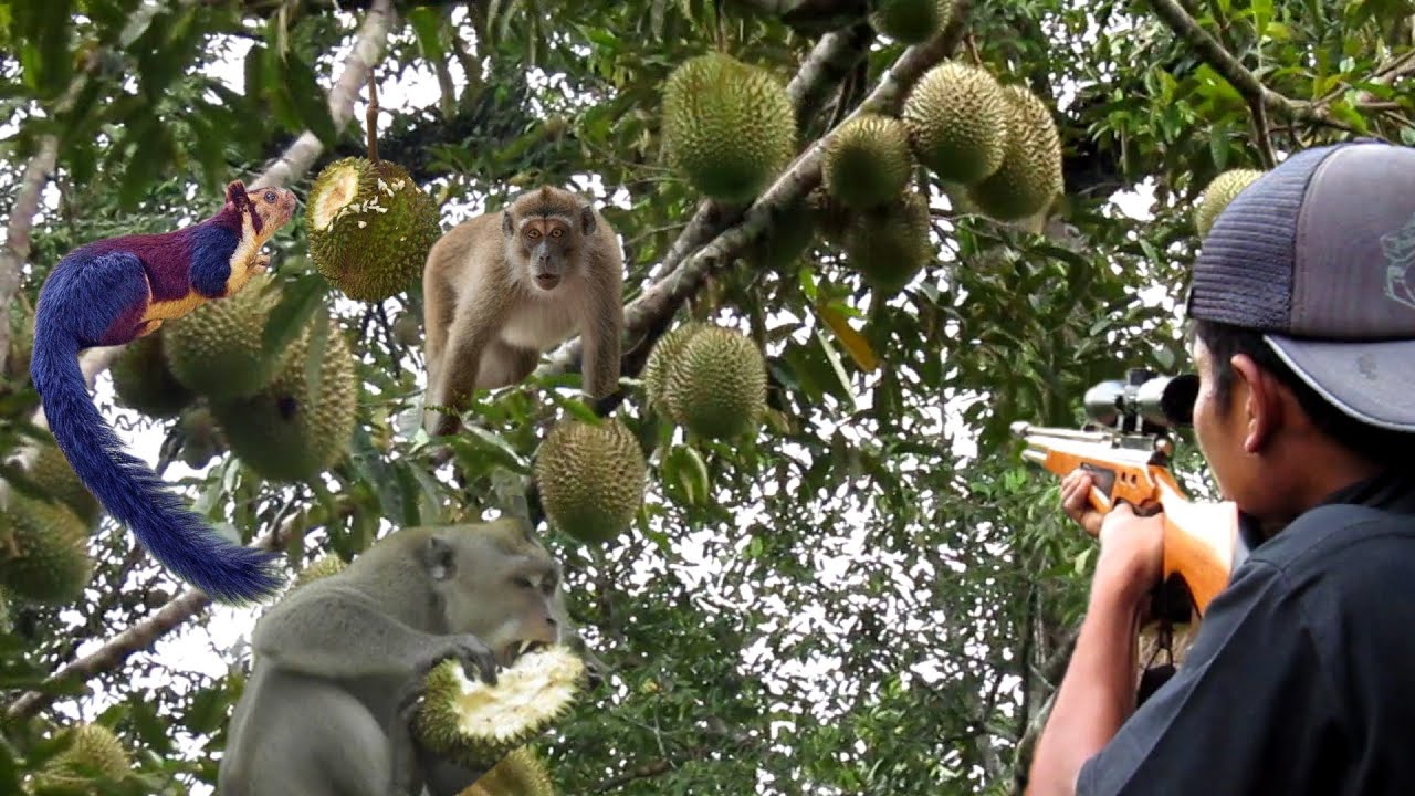 BERBURU HAMA LIAR YANG HABIS KAN BUAH DURIAN BIKIN PETANI JENGKEL