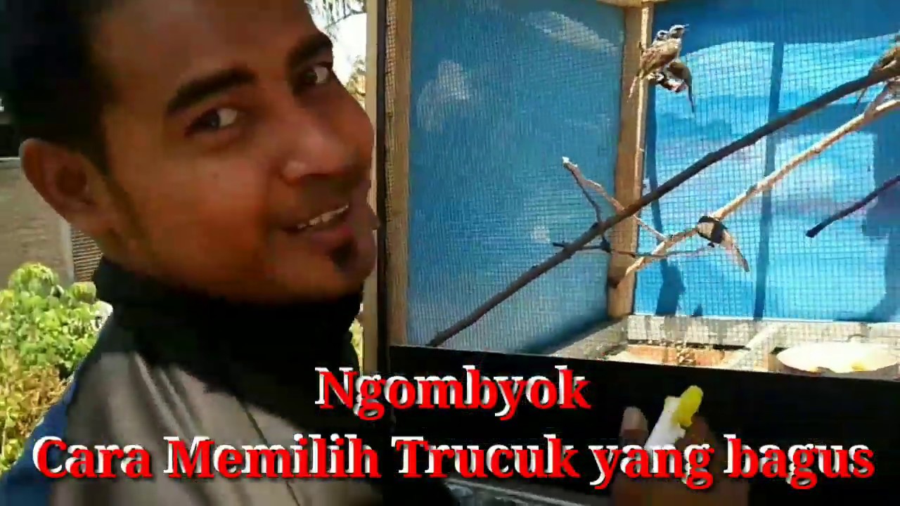 Cara Memilih Trucukan Ombyokan 