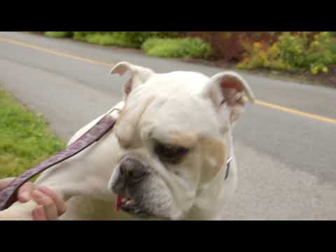 Video: Penyiul Ramah Anjing, BC