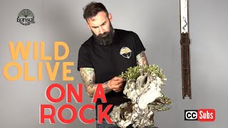 A Different Approach: Ullastre Bonsai on Rock Step by Step.