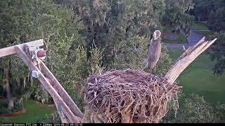 Great Blue Heron Alights On Savannah Nest For Long Stay Aug. 27, 2019