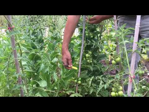 Die Tomate wächst uns über den Kopf hinaus