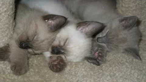 Video 5848841: tonkinese kitten