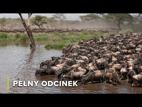 Najniebezpieczniejsza przeprawa w Afryce | Koczownicy Serengeti 101