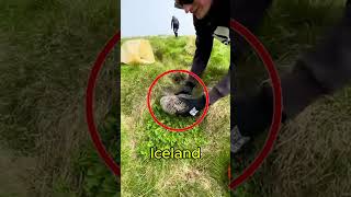 The World’s Most Expensive Pillow Filling 💰#Eiderdown #Iceland #Luxury #Science #Nature