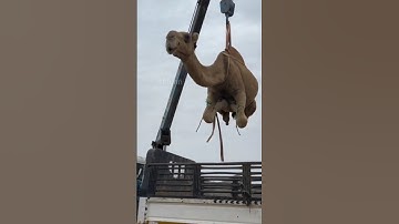 Unbelievable scene of loading of the camel 2023| #shorts #camel2023 #akfunn #animals