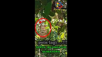 pikat burung sirtu di serang 3 ekor sekaligus.... #sirtu #mikatburung #cipoh #sirdung #cipo