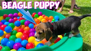 Beagle Puppies Crying \& Barking  Compilation