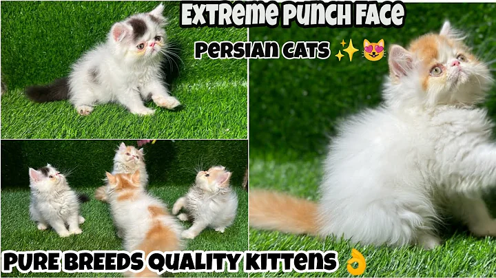 Video 2676381: quality persian cat kitten, persian cutecat, persian cattery, cat kitten punch face