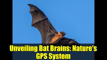 Unveiling Bat Brains: Nature