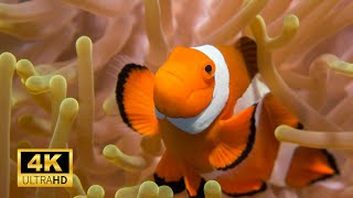 Most beautiful Clown Fish 4k in Sea Ultra Hd