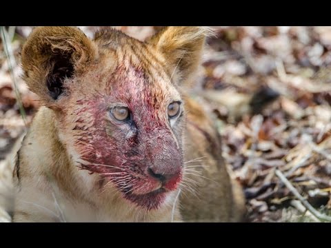 top movies on netflix paraplegic lion cub struggle to survive مشلول شبل الأسد