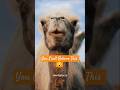 Camel Facts - KR4Zi Facts