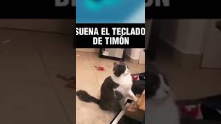 cante cante cante ba ba timon