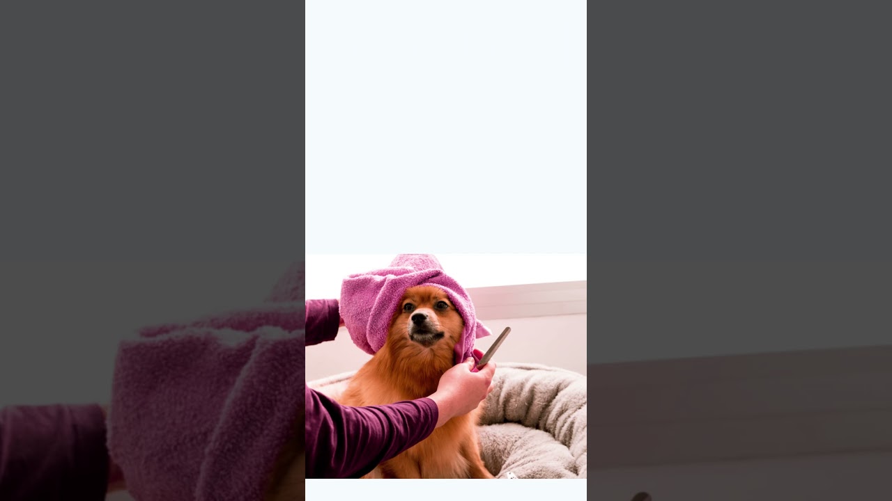 sample video/pet grooming business