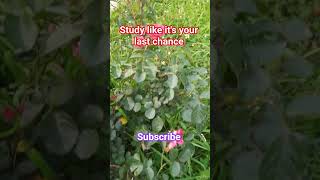 Study motivation - Be consistent and study smart #motivation #students #loksewatayari