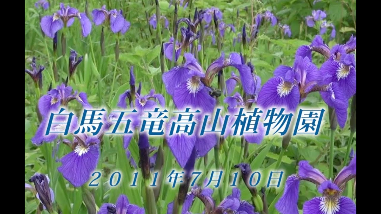 173 北アルプス五竜遠見お花畑7月 2011年7月10日 - 生物多様性体験保全センター 高山植物を主とした野生植物の映像集