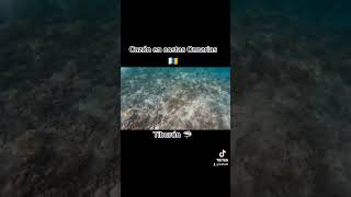 Crí de TIBURÓN en islas CANARIAS (CAZÓN)