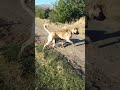 #aboneol #beniöneçıkart #kangal #kesfet #köpek