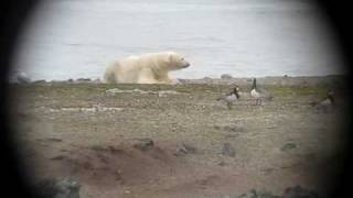 Polar bear in barnacle goose colony by Jouke Prop 18,522 views 14 years ago 44 seconds