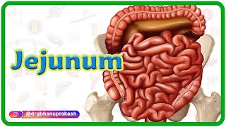 Jejunum: Gross anatomy, Blood supply, Venous drainage, Nerve supply and Histology | USMLE Step 1