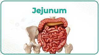 Jejunum: Gross anatomy, Blood supply, Venous drainage, Nerve supply and Histology | USMLE Step 1