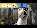 🐻‍❄️ BERNARD  | Collection 35 | Full Episodes | VIDEOS and CARTOONS FOR KIDS