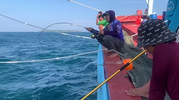 Dính cá bớp siêu chạy đúng đã e...e...e...e.......