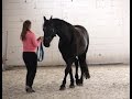 Academic art of riding clinic with marius schneider warsaw july 2016