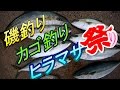 【磯釣り】長崎の離島!磯釣りでヒラマサ祭りじゃぁ!【カゴ釣り】