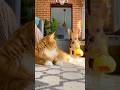 Did This Cat Just Dunk a Toy?