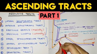 Ascending Tracts - 1 | Spinal Cord