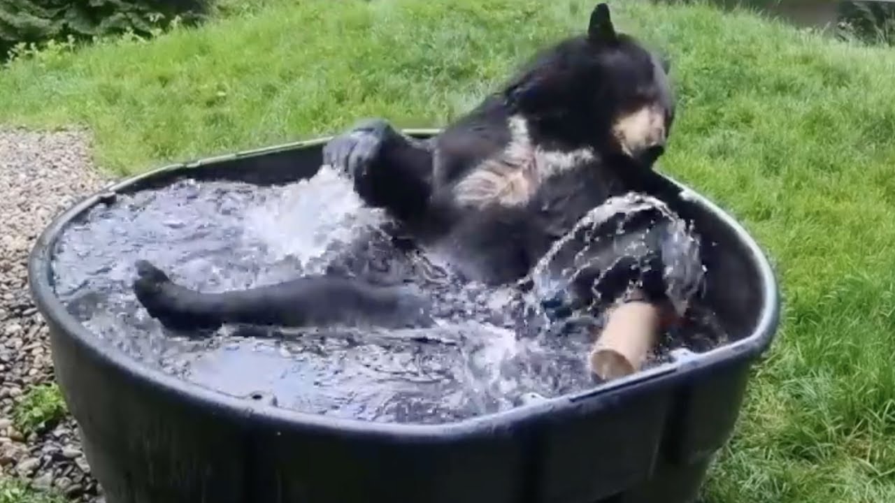 Takoda The Bear Takes a Bath
