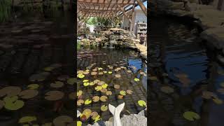 Pond display at Rosie’s in Indiana Pond display at Rosie’s in Indiana