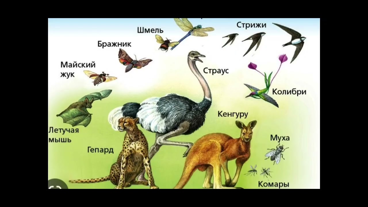 Где обитает большинство организмов. Обители нащемно воздушной срелы. Обитатели наземно-воздушной среды. Обитатели наземноврщлужной среды. Представители наземно-воздушной среды.