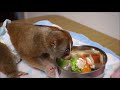 スローロリスの食事風景　#182