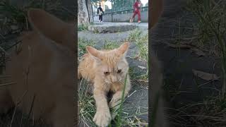 Kucing makan rumput di pagi hari