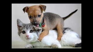 Веселые коты впервые встретились с милыми щенками 2019 года by Самые смешные животные 24,447 views 5 years ago 3 minutes, 44 seconds